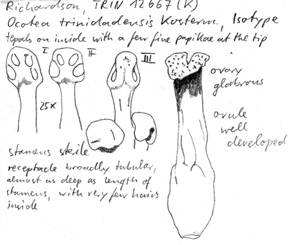 Vorschaubild Ocotea trinidadensis Kosterm.